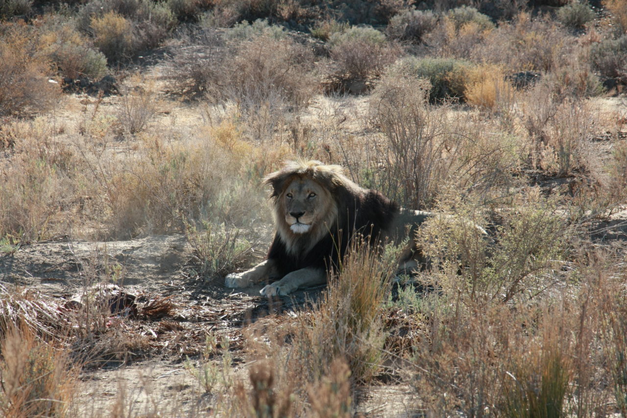Safari próximo da Cidade do Cabo: Inverdoorn Game Reserve