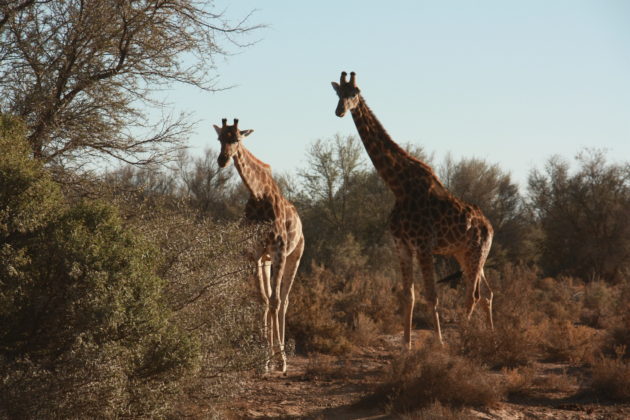 Safari próximo da Cidade do Cabo 21